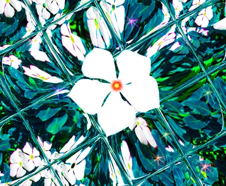 Impatiens walleriana over mosaicÂ´s backgroundの写真素材