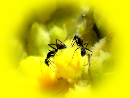 Worker ants. Macro with yellow frame.の写真素材