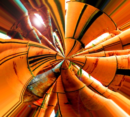 Bamboo. Polar distortionの写真素材