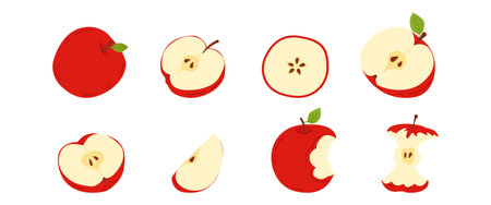 Large vector set of red apples: whole apple, halves, cross-section, slices, a wedge, and a bitten apple with core. A collection of fresh, healthy apples for the fall harvest, school design, culinary themes, healthy eating, dietary supplements, and packaging.のイラスト素材