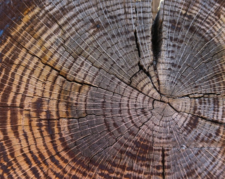 Cross section of old tree trunk showing growth ringsの写真素材