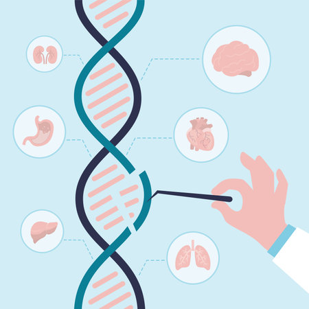 Geneticist studying structure of chromosomes and dna. Biochemist investigate genetic changes. Doctor doing gene analysis in lab for treatment of congenital diseases. Genetics, icons of internal organsのイラスト素材