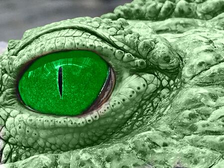 crocodile eye, pupil and eyelid of a reptile, closeup photoの写真素材