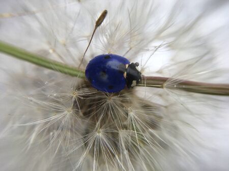 blue ladybug crawling on a dandelion, selective focus, macro photographyの写真素材