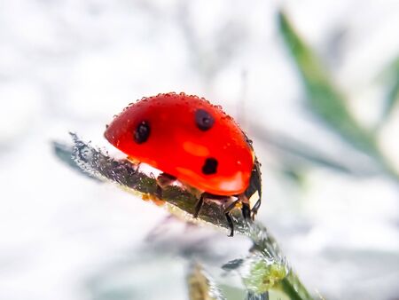 red ladybug crawling on a leaf, selective focus, macro photographyの写真素材
