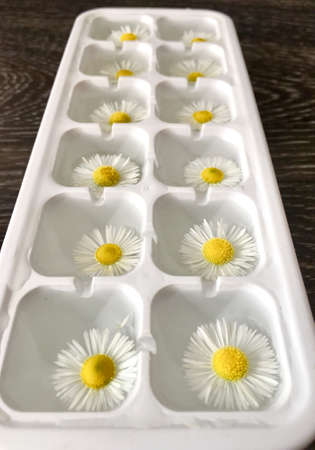 a large field of daisiesの写真素材