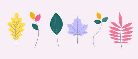 Colourful autumn leaves for any design project. Isolated leaves. Oak, rowan, maple, beech leaves.のイラスト素材