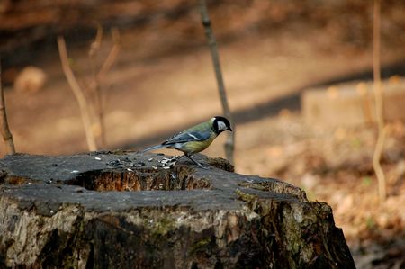 A rotten stub and a tomtitの写真素材