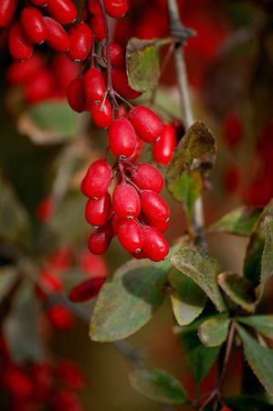 barberriesの写真素材