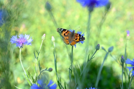 A butterfly s sitting on a cornflowerの写真素材