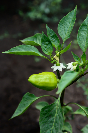 Pepper bush blooms with white flowerの写真素材