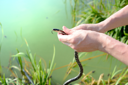 Grass snake being held in handsの写真素材