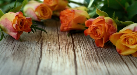 Orange roses on a dark background.の写真素材