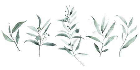 Clipart watercolor branches of eucalyptus. Abstract image style. Tender turquoise leaves. Wedding decor, poster, logo.の写真素材
