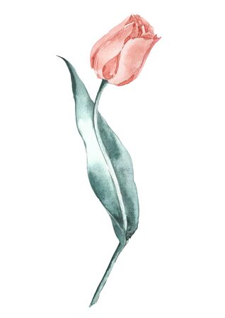 Salmon Tulip. Vintage print. Botanical illustration for wedding design.の写真素材