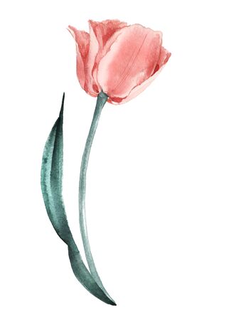 Salmon Tulip. Gentle watercolor illustration. Provence style.の写真素材