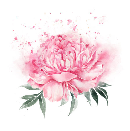 Abstract flower, pink peony illustration. Watercolor flower.の写真素材