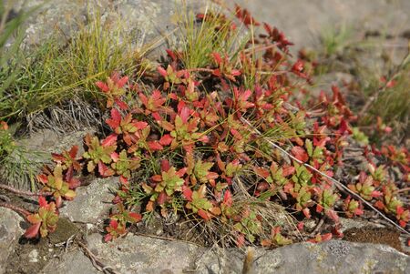 plants with glossy dense leaves of a beautiful red green autumn color on stones covered with lichen...