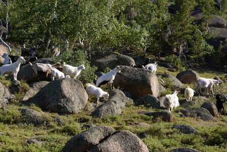 white goats graze among rocks against a background of green trees with light trunksの写真素材