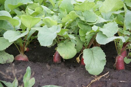 Red Radishes with green leaves grow from the groundの写真素材