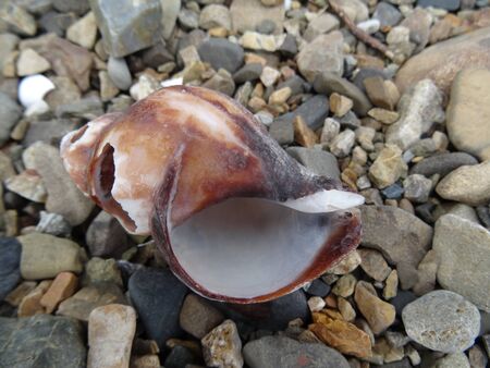 sea shell on the shore of pebbles close-upの写真素材