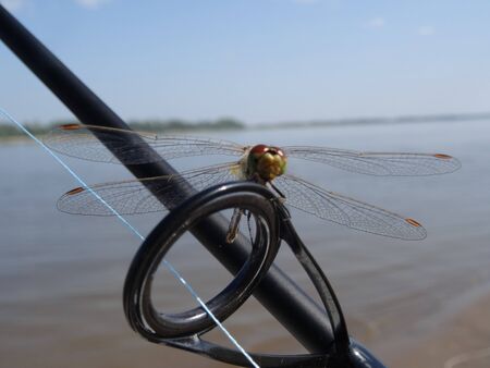 on a blurred blue background of the river and sky, a dragonfly sits on a fishing rod ring and looks into the frameの写真素材