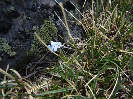 a tiny blue forget-me-not flower on a background of stone with green lichen among beautifully curved blades of grassの写真素材