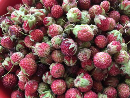 a lot of delicious pink and red forest strawberries with green tailsの写真素材