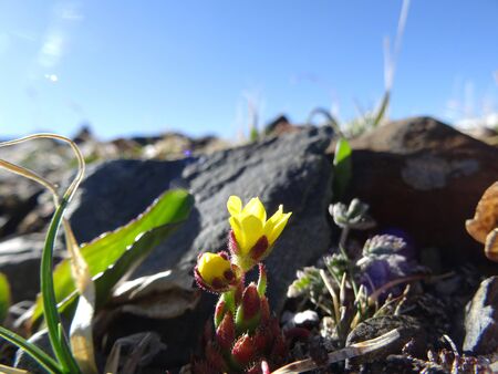 on a blurred background of stones and blue sky grows a miniature yellow flower with an interesting stem and leaves of green red colorの写真素材
