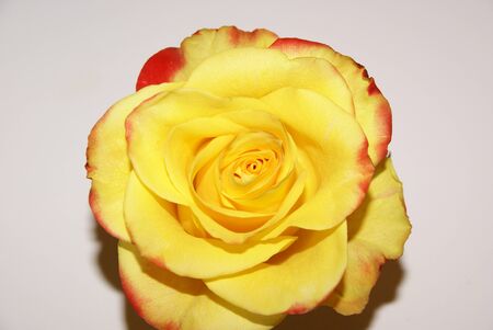 yellow rose with red border on white background close-upの写真素材
