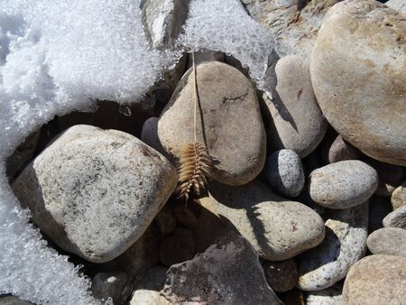 dry beautiful ear lies on the rocks in the snow close up
