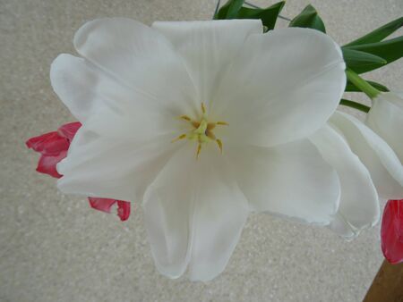 in the bouquet of a white Tulip flower close up view from above because of the white petals you can see a pink flowerの写真素材