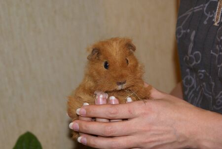 they are holding a red-haired Guinea pig with funny drooping ears and a white spot under its noseの写真素材