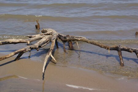 on the seashore a snag comes out of the waves on the sandy shoreの写真素材