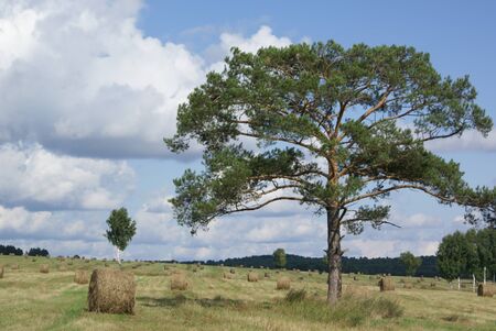 in a meadow with mown grass hay collected in ramparts grows a tall spreading pine tree against a blue sky with low gray blue cloudsの写真素材