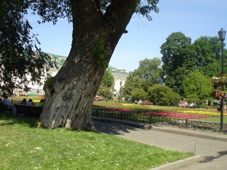 View of the Park alley, a large bright flowerbed with flowers, in the distance on the benches you can see people resting. a building with white walls. there is a very large and thick tree in the Parkの写真素材