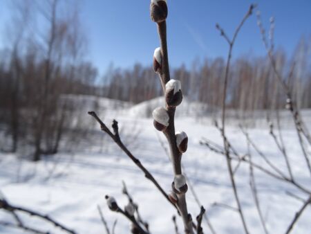 Willow branch with a fluffy Bud on the background of a spring forestの写真素材