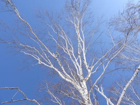 the white branches of the birch top form an abstract pattern against the blue skyの写真素材