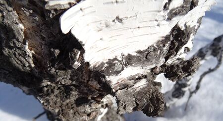 birch bark close up smooth white matte and black reliefの写真素材