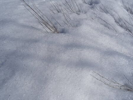 dry branches of last year's grass are visible from under the glistening snowの写真素材