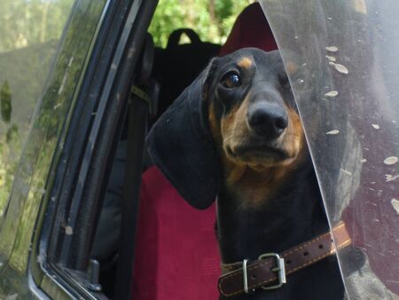a black-and-brown Dachshund with a brown leather collar looks out of the car window. the car seat has a red colorの写真素材
