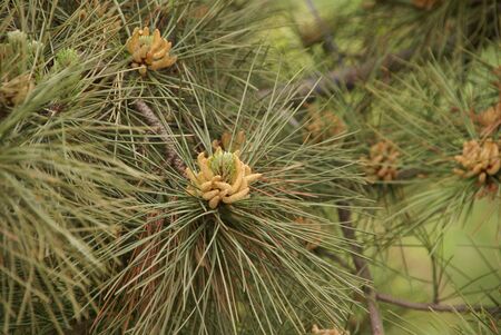  cedar branch with yellow inflorescences around the tender green young shootsの写真素材