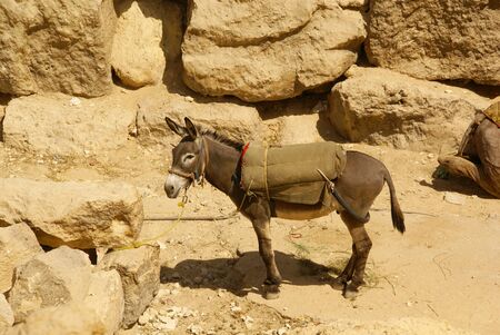 a donkey with a saddle made of old fabrics stands near an old stone wallの写真素材