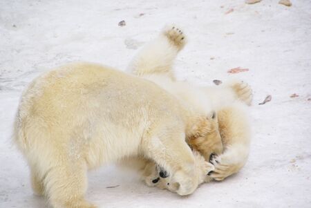 two polar bears play in the snow close upの写真素材