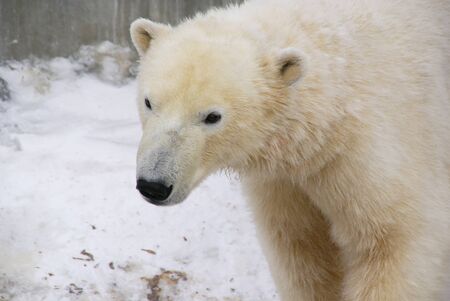 Muzzle of a polar bear standing in the snow close upの写真素材