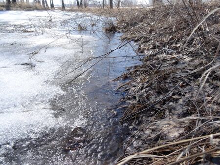 a gentle slope overgrown with last year's grass descends to the surface of a frozen puddle in the forestの写真素材