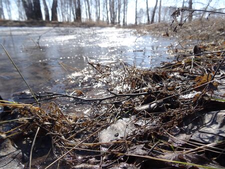 the sun is reflected in a spring puddle in the forest, with last year's grass and leaves in the foregroundの写真素材