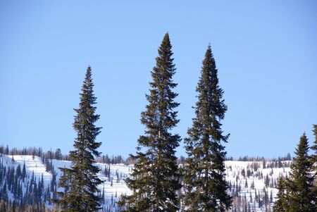 three tall fir trees against a snow covered slope covered with forest and a blkyue sの写真素材