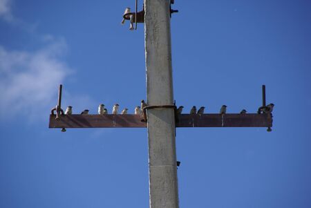 A flock of sparrows sits on an electric pole against the blue skyの写真素材