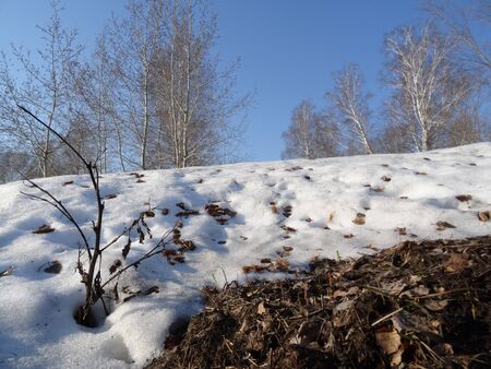 in the spring forest on a snow covered slope dry autumn leavesの写真素材